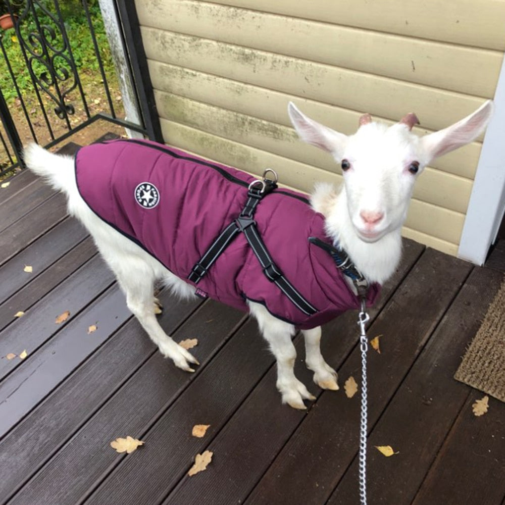 Chaqueta para mascotas de invierno impermeable con arnés incorporado